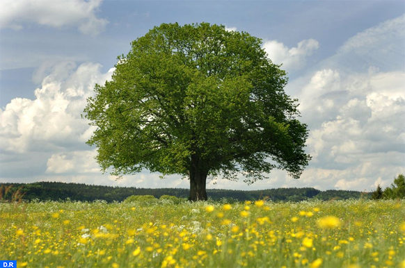 اليوم الوطني للشجرة مناسبة لإذكاء الوعي بضرورة حماية هذا الإرث الطبيعي وضمان استدامته Map Ecology