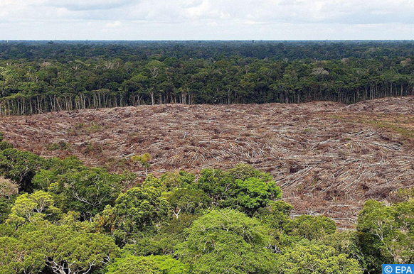 Côte d Ivoire La couverture forestière réduite à moins de trois