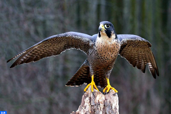 Successful Hatching of Peregrine Falcon Eggs at Casablanca's Hassan II ...