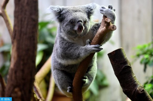 vingt-six koalas