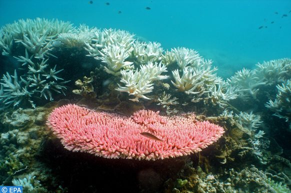 Grande barrière de corail