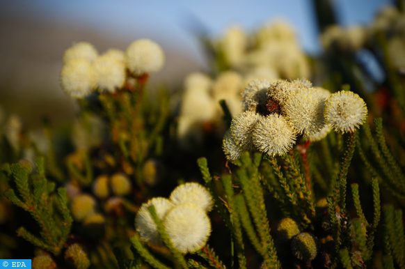 pollens de graminées