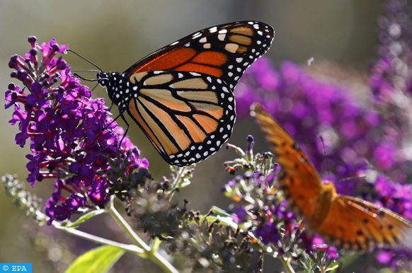 papillons monarques
