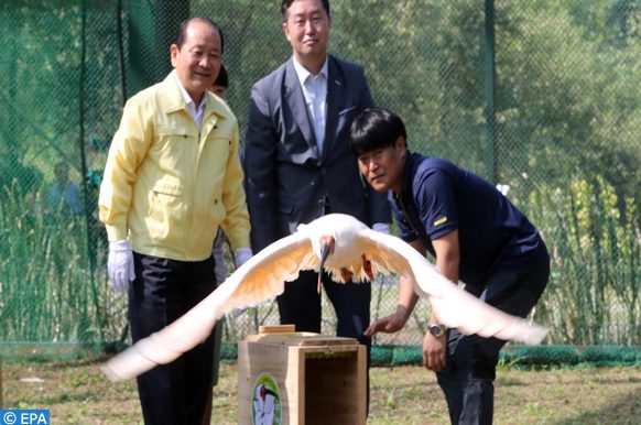 réintroduction de l'ibis nippon en Corée du Sud