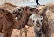 élevage camelin