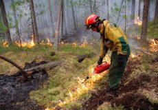 dommages des feux de forêts en Russie