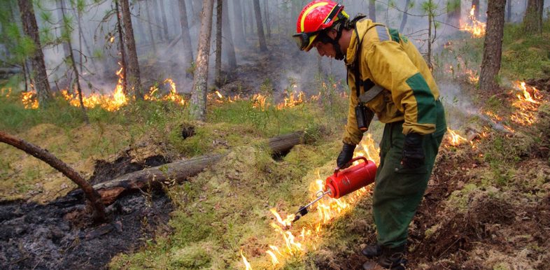 dommages des feux de forêts en Russie