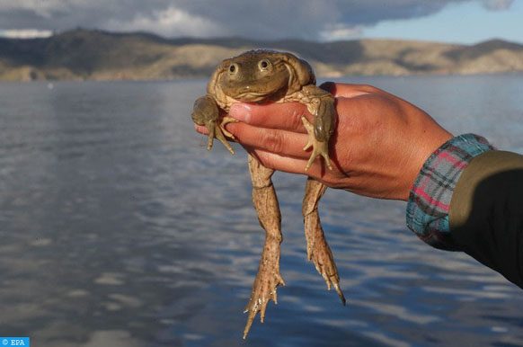 grenouille du lac Titicaca