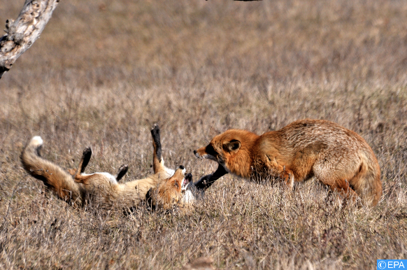 Des renards